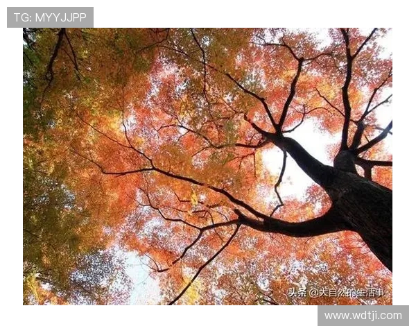 景菡一的成长之路：从梦想起航到人生巅峰的奋斗故事